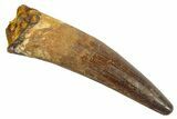 Fossil Spinosaurus Tooth - Real Dinosaur Tooth #344524-1